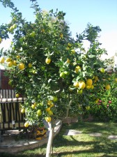 The little lemon tree that could